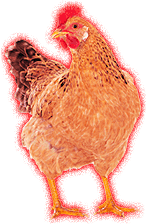 File:Chicken (angry).png
