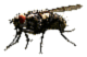 Housefly (Neutral).png
