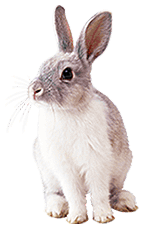 File:Rabbit (neutral).png