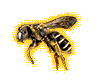 File:Wasp (Happy).gif