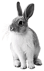 File:Rabbit (damaged).png