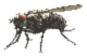 Housefly (Dying).png