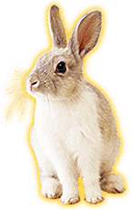 File:Rabbit (happy).png