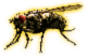 Housefly (Happy).png