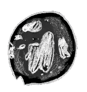 File:Snot Bubble (dying).png