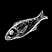 Fish.png