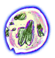 Snot Bubble (sad).png