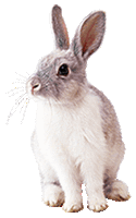 Rabbit (neutral).gif