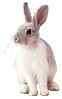 Rabbit (neutral).gif