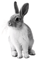 Rabbit (damaged).png