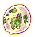Snot Bubble (happy).png