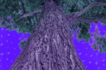 Big Strong Tree.png